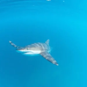 Majestic hammerhead shark gliding through serene turquoise waters.